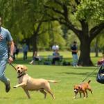 Paseo y transporte para perros